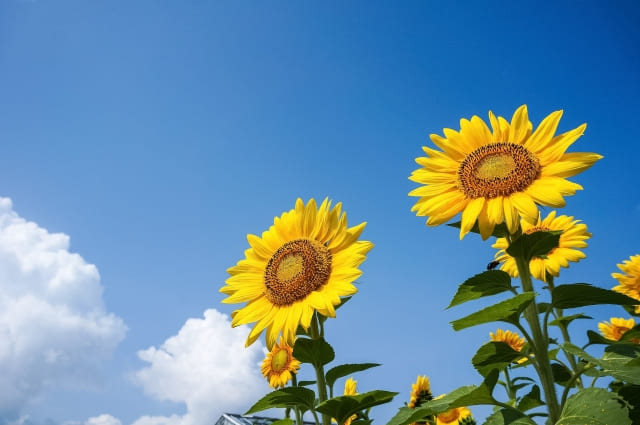 高校生活最後の夏休み